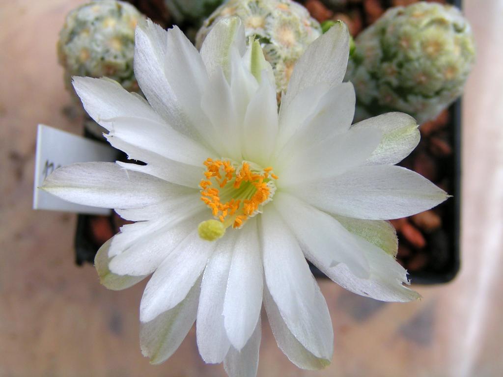 Mammillaria theresae albiflora